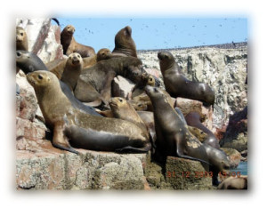 Reservas paracas